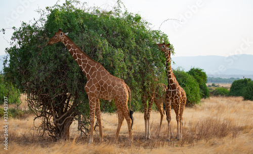 giraffes in africa