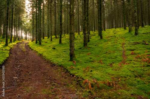 Piste forestière et chemin, bois de sapins, sol recouvert de mousse, contre jour, plateau de Mille-Vache, Creuse, France