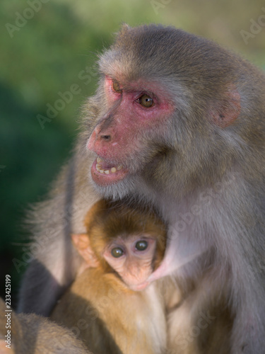 Female monkey with its young one, Kunjapuri Devi Temple, Adali, Narendranagar, Tehri Garhwal, Uttarakhand, India