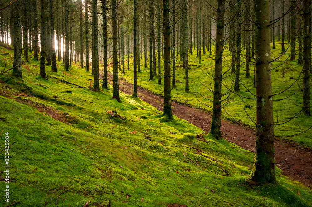 Piste en fôret de sapins, sol recouvert de mousse, contre jour, plateau de Mille-Vache, Creuse, France