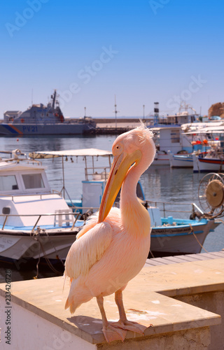 Pink pelican in Paphos Harbour