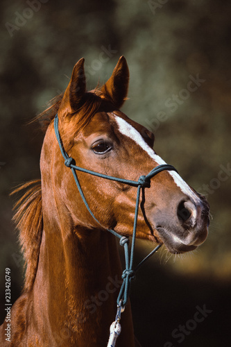 horse portrait with dark background, bokeh