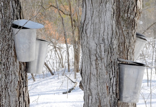 metal buckets with lids on Maple trees for sap collection
