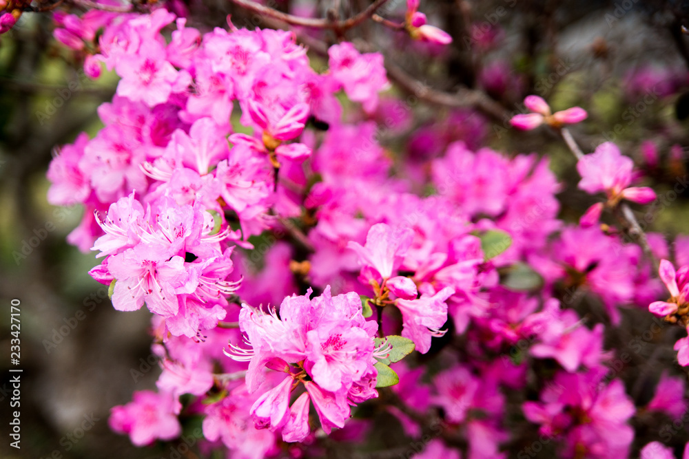 Azaleas blooming inearly spring in the Blue ridge mountains Azaleas blooming inearly spring in the Blue ridge mountains