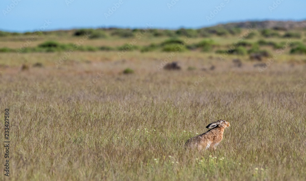 A European hare watches and waits in the grasslands