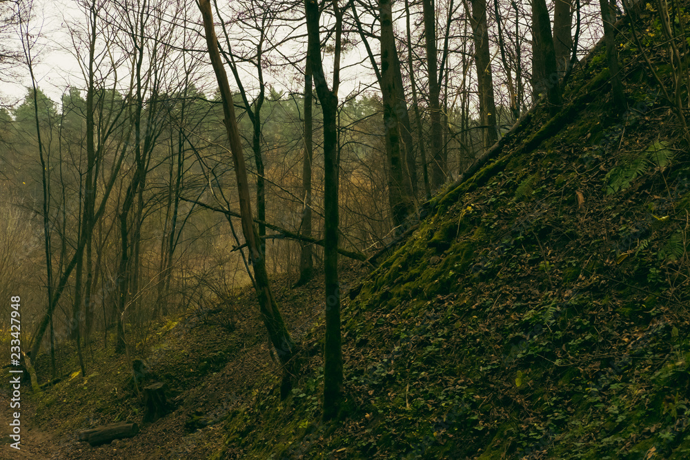 Obraz premium In the forest 