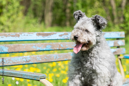 Pumi Hund sitzt auf einer blauen Bank