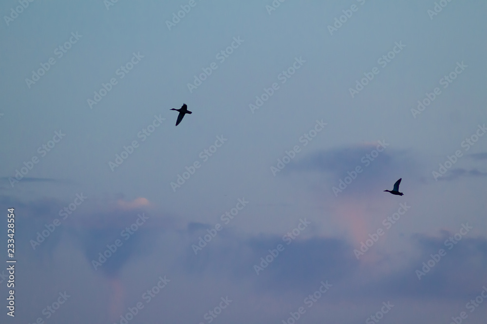 Two flying birds in the evening cloudy sky with pink and purple. Dramatic background, the emigration of birds to the south Two flying birds in the evening cloudy sky with pink and purple. Dramatic background, the emigration of birds to the south