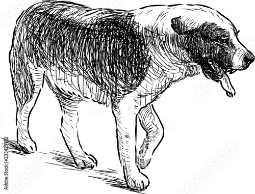 A sketch of a walking dog