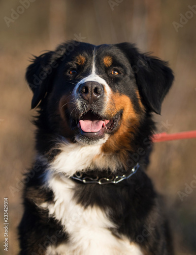 portrait of a bernese mountain dog outdoor