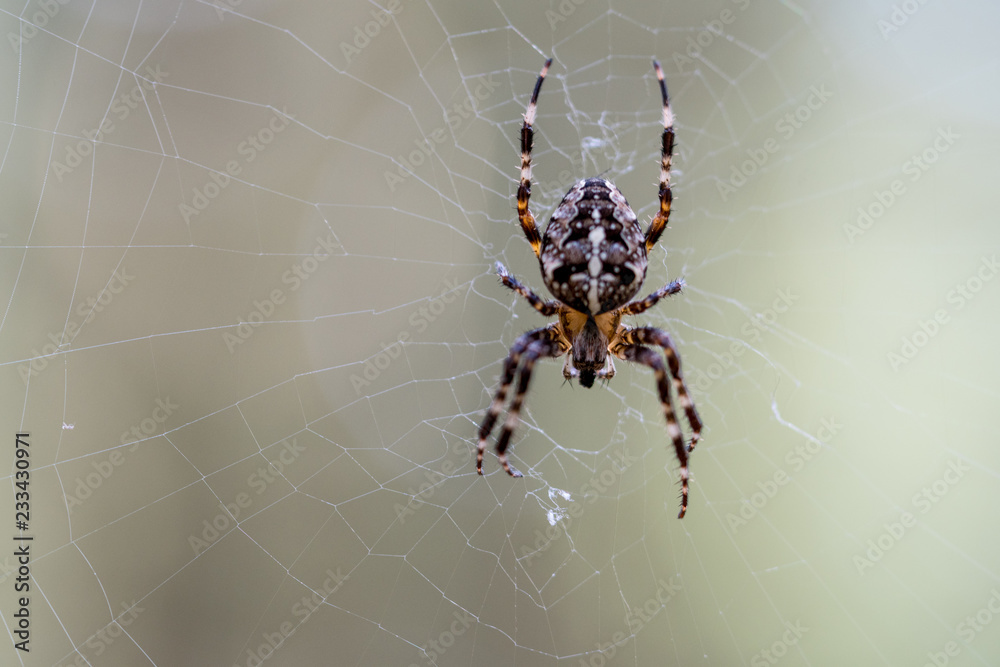spider portrait