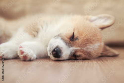 homemade puppy of corgi sleeps peacefully on wooden floor in the house stretching out small paws and closing his eyes