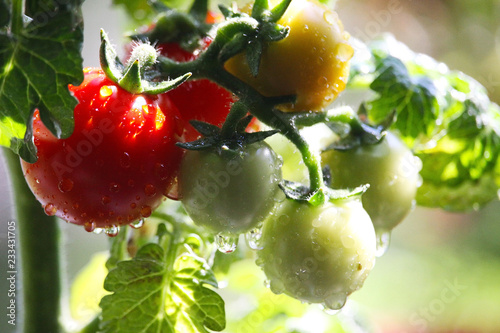 Tomatoes on Tree.
