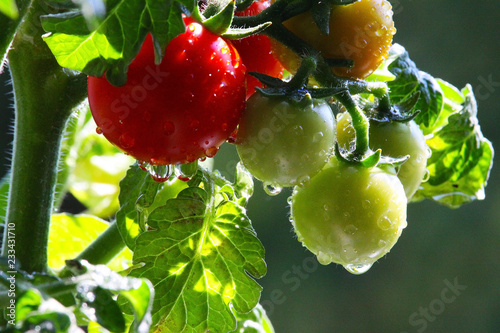 Tomatoes on Tree.