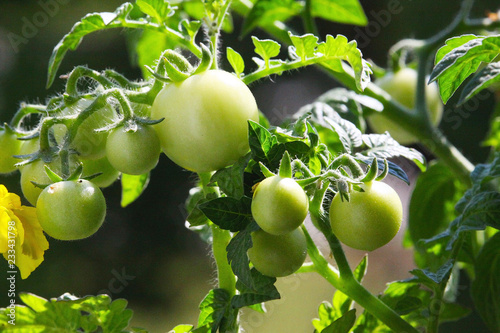 Tomatoes on Tree.