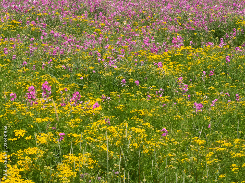 Field of flowers as a background in early spring