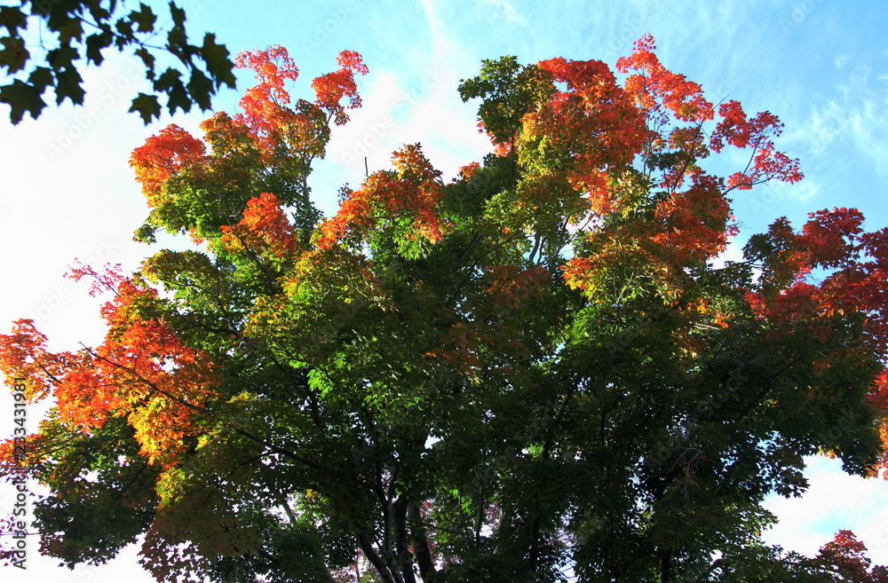 Bright Red and Green Fall Foliage on a Maple Tree Bright Red and Green Fall Foliage on a Maple Tree
