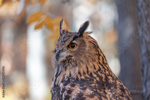 Great Horned Owl in the woods