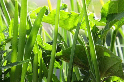 Onions growing.