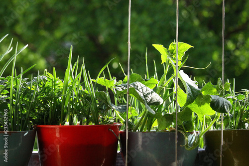 Onions growing.