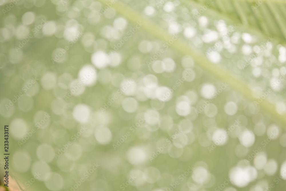 Obraz premium Blurred of green babana leaf with water drops make more bokeh for using soft focus natural background