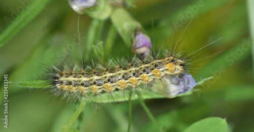 A small furry caterpillar feeding on a patch of Vetch during a warm afternoon. © Brett