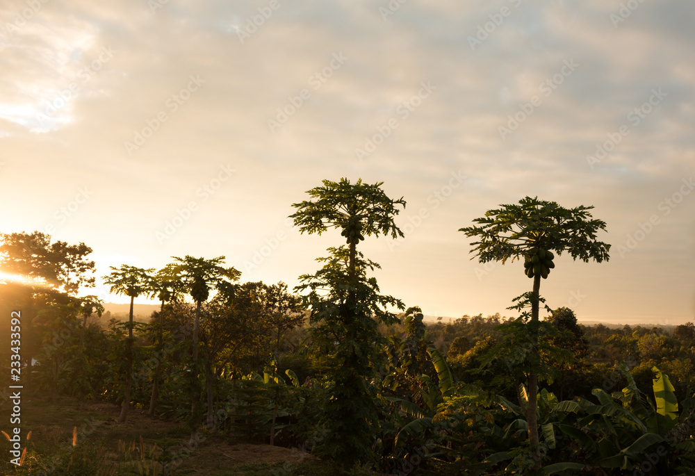 Obraz premium Papaya plantation on sunrise background