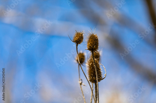 spike plants with blue sky photo