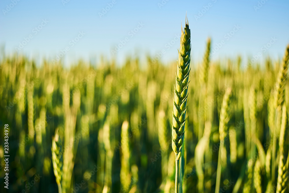 Close up of green wheat field at sunset. Selective focus Close up of green wheat field at sunset. Selective focus