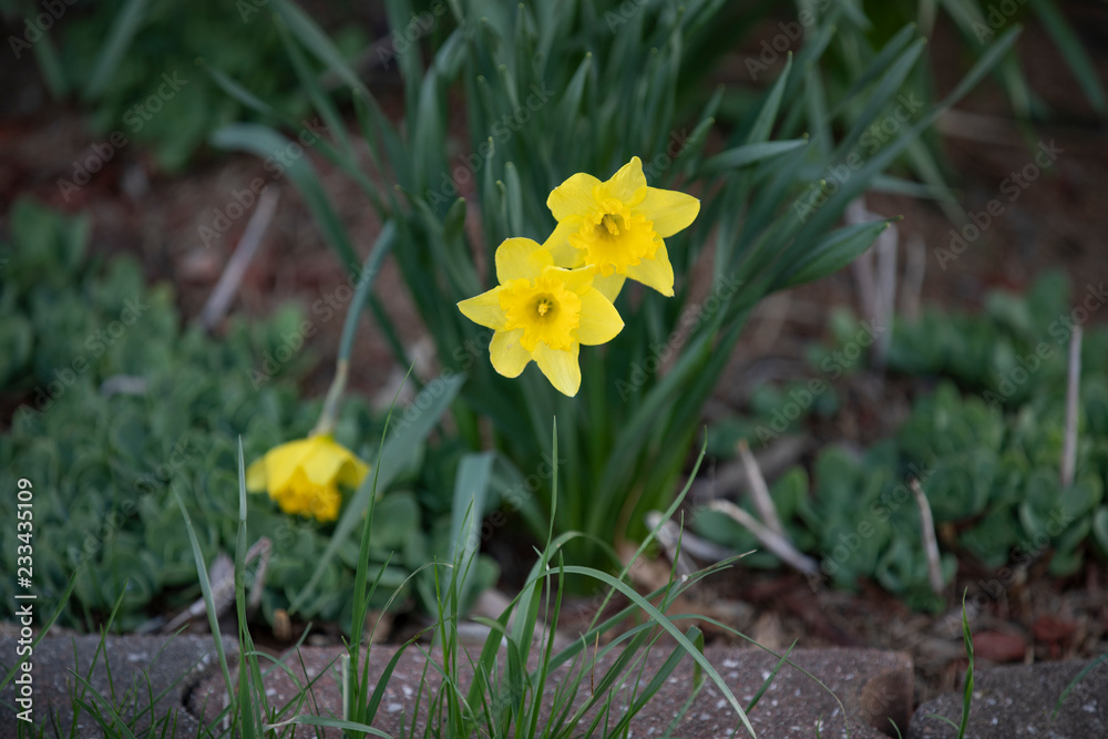 Fototapeta premium pair of daffodils
