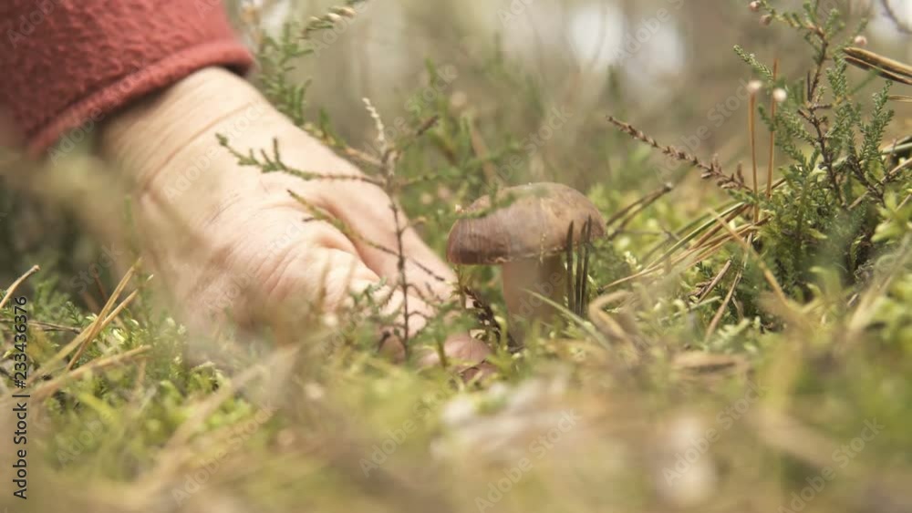 Close up of a hand picking up a xerocomus from the ground in the forest Close up of a hand picking up a xerocomus from the ground in the forest