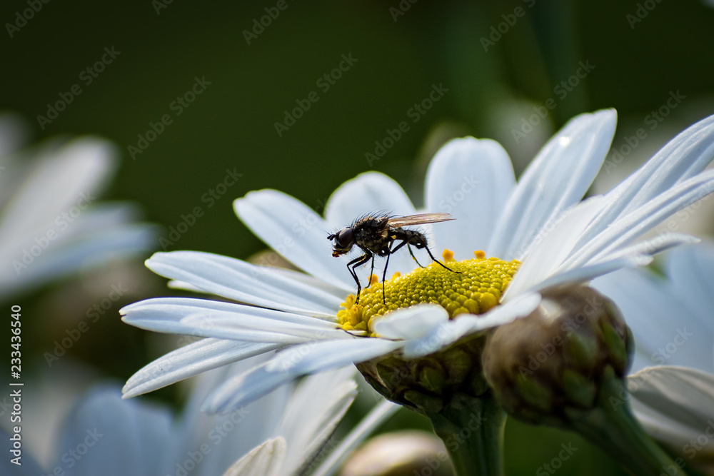 Obraz premium fly on flower