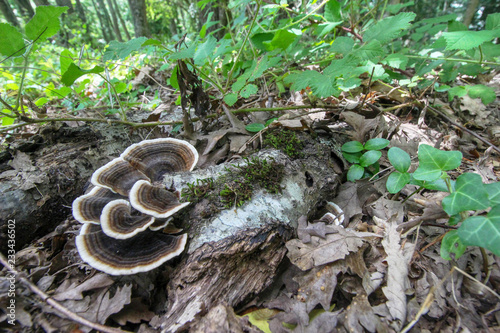 Il bosco e i suoi abitanti photo