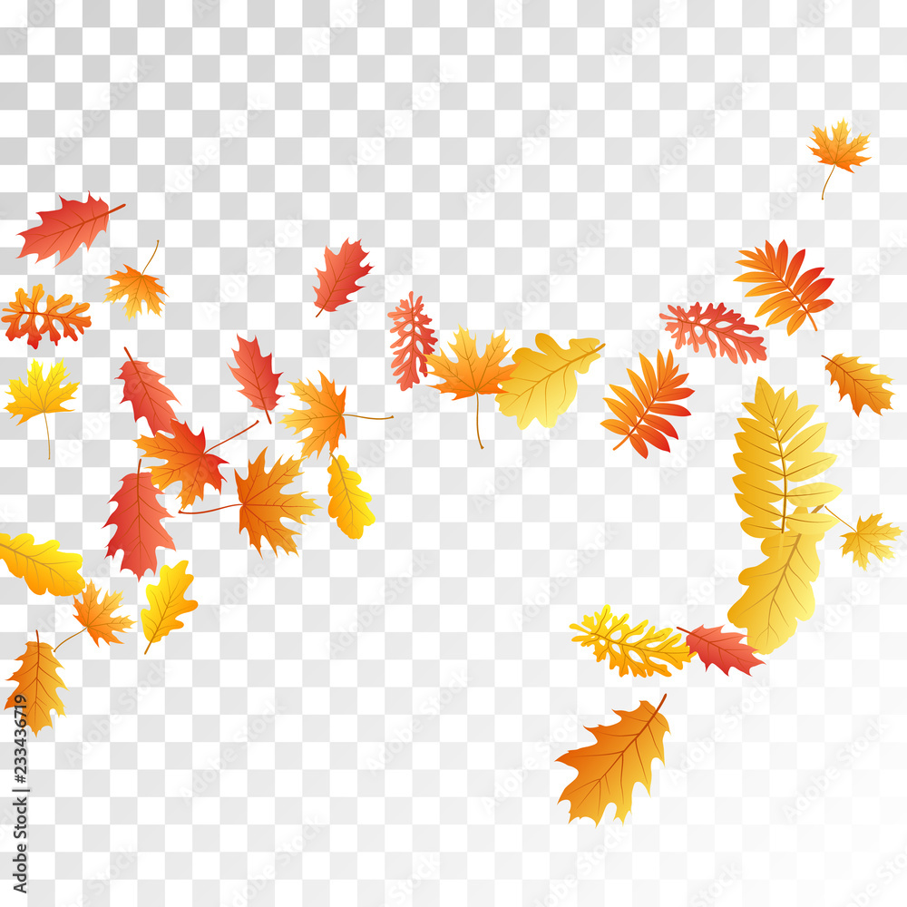 Oak, maple, wild ash rowan leaves vector, autumn foliage on transparent background. Oak, maple, wild ash rowan leaves vector, autumn foliage on transparent background.