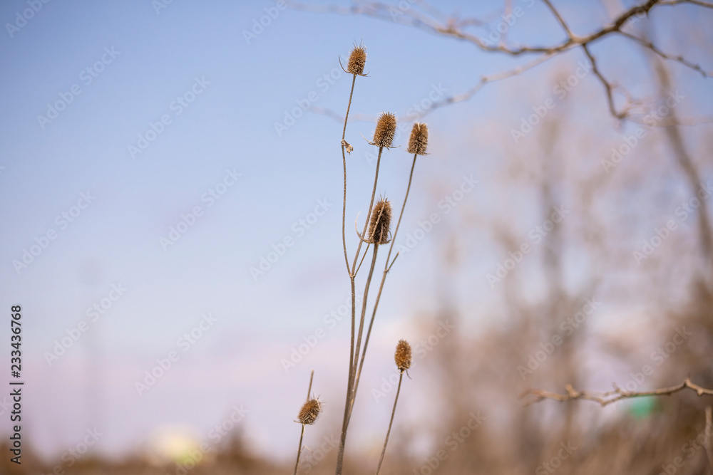 spike twigs spike twigs