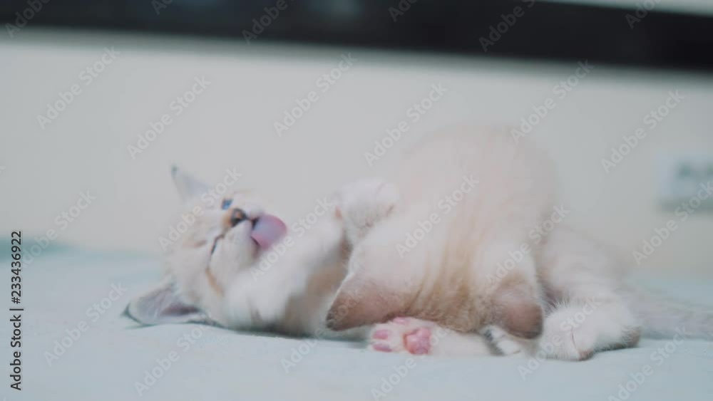two little white kitty kittens play fighting on the bed funny video. white cats two kitten playing sleeps bite each other. little lifestyle cat cute beautiful kittens concept two little white kitty kittens play fighting on the bed funny video. white cats two kitten playing sleeps bite each other. little lifestyle cat cute beautiful kittens concept