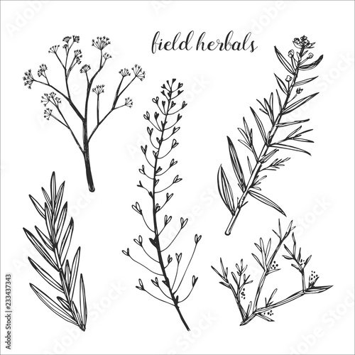 Healing field herb plants isolated on white background. Laurels and twigs for your design.