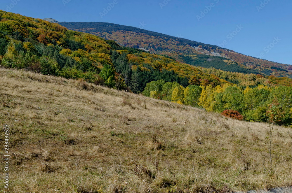 Colorful autumn landscape of coniferous and deciduous forest with glade in the Vitosha mountain, Bulgaria   