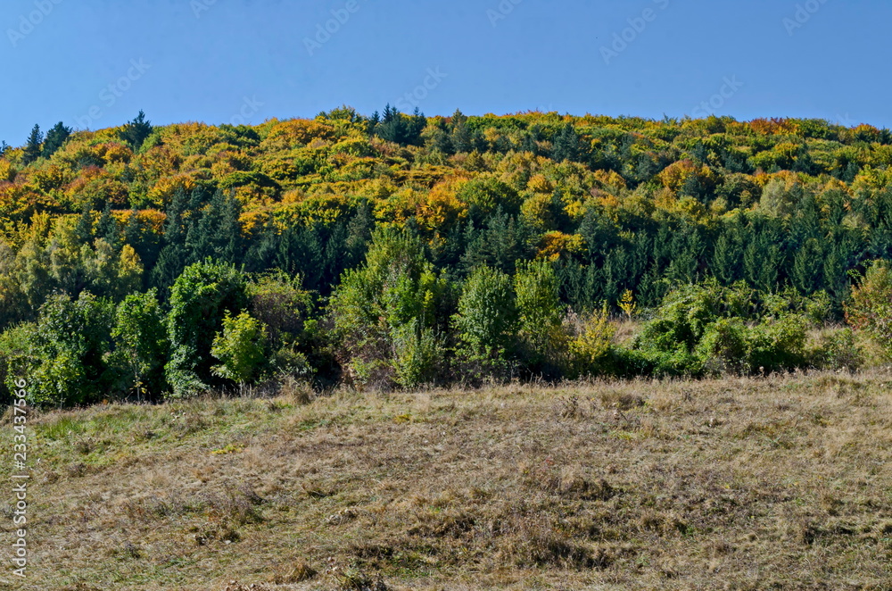 Colorful autumn landscape of coniferous and deciduous forest with glade in the Vitosha mountain, Bulgaria   