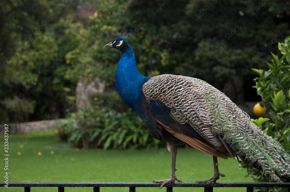 Pavo real en el Museo Dolores Olmedo en México Pavo real en el Museo Dolores Olmedo en México