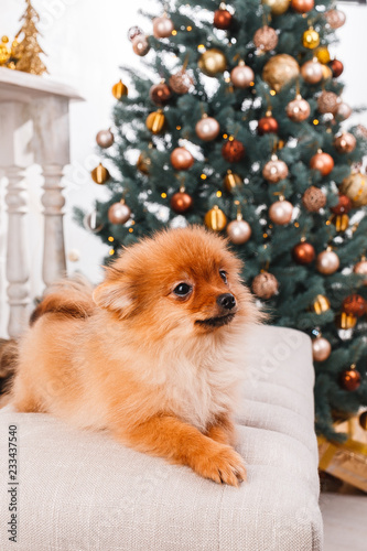 Small cute funny pomeranian dog sitting at sofa on Christmas tree background © Kirill