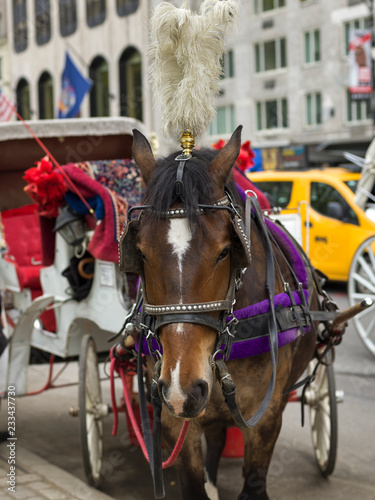 Horsedrawn cart on street, New York City, New York State, USA