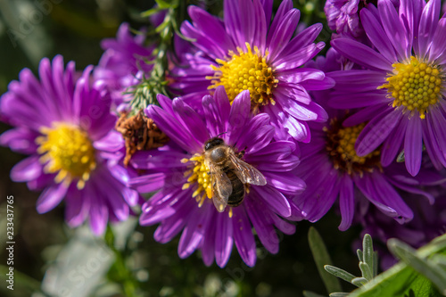 Violette Aster Blume mit Biene