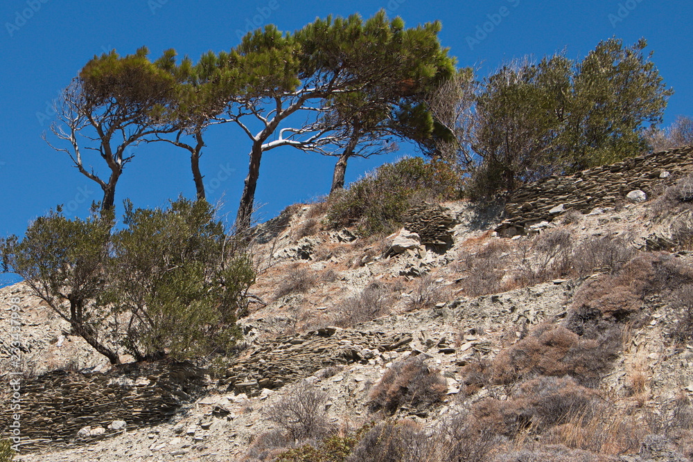 Pine tree at the trail from Olympos to Forokli on Karpathos in Greece Pine tree at the trail from Olympos to Forokli on Karpathos in Greece