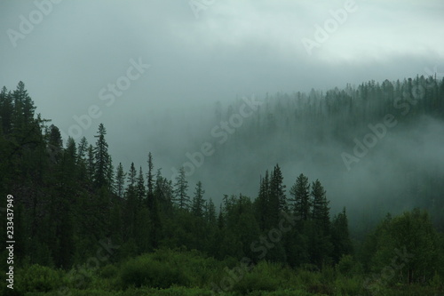 Foggy morning in the forest © Evgeniia Kushmanova