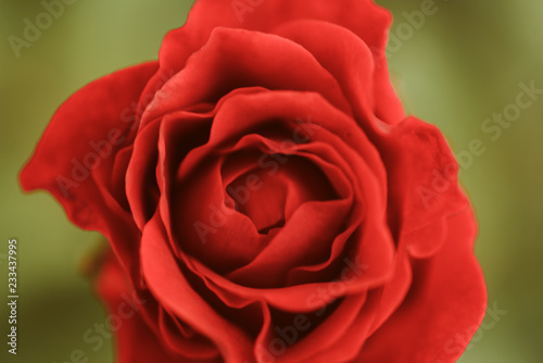 There is simply the rose. Red rose. Blossoming flower of rose on natural background. Fresh bud with tender red petals. Flowering plant grown for its beauty and fragrancy. Rose garden. Flower shop