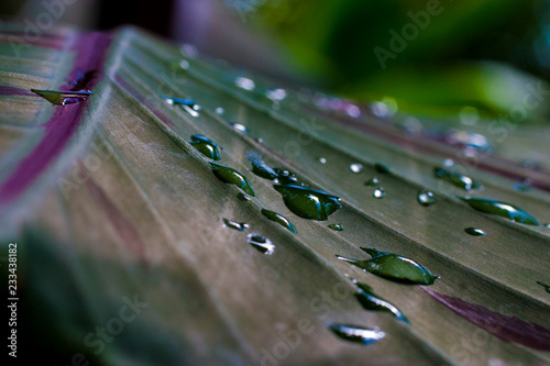 Water Droplets 