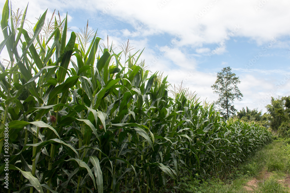 Obraz premium Landscape of Corn field