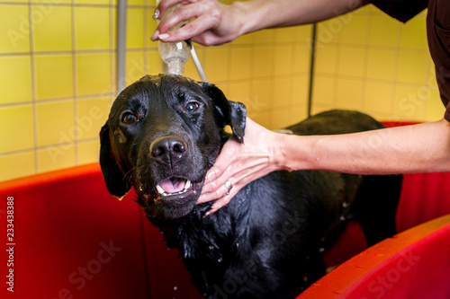 Bathing of the black Labrador Retriever dog. Happiness dog taking a bubble bath. Grooming dog. © Kirill