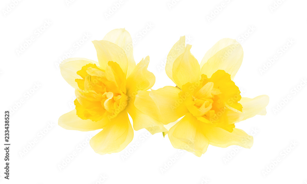 Yellow daffodils isolated on white. Yellow daffodils isolated on white.